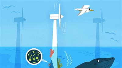 How Do Offshore Wind Farms Affect the Ocean?